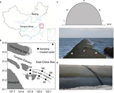 Macrobenthic functional group analysis of ecological health of the intertidal artificial oyster reefs in the Yangtze Estuary, China